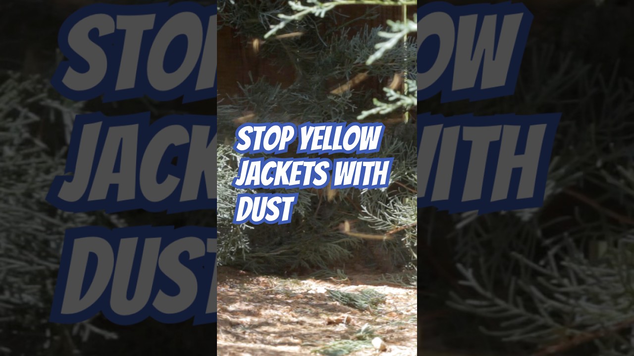 How to Dust a Yellow Jacket Nest | DoMyOwn.com