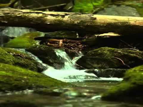 عادل مسلم رجع البلد تغريد محمد