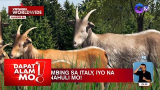 Mga kambing sa Italy, libreng mapapasayo kapag nahuli mo?! | Dapat Alam Mo!