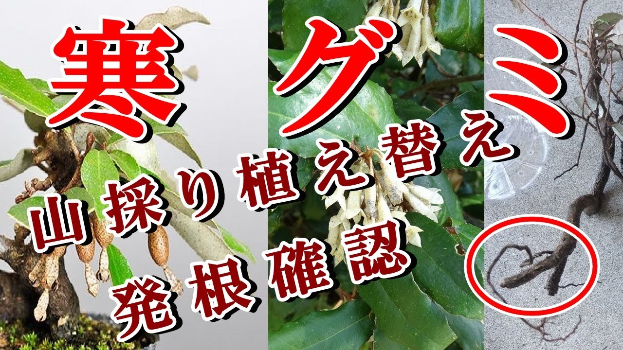 小品盆栽】山採り寒グミ挿し木、発根確認、植え替え Silverberry
