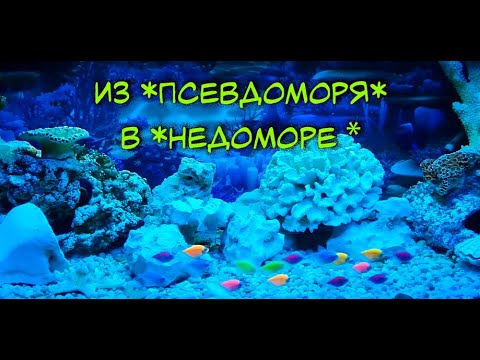 Не всё то море, что с кораллами