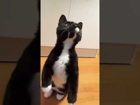 立つ練習をする子猫