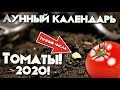 Посадите томаты в эти числа по лунному календарю урожай гарантируем! Лунный календарь томаты 2020!
