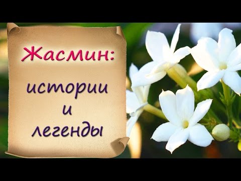 Жасмин: истории и легенды