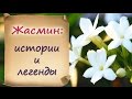 Жасмин: истории и легенды