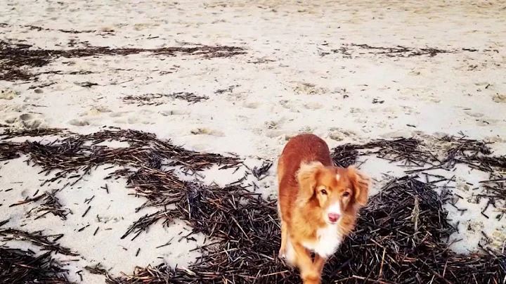 A day at the beach