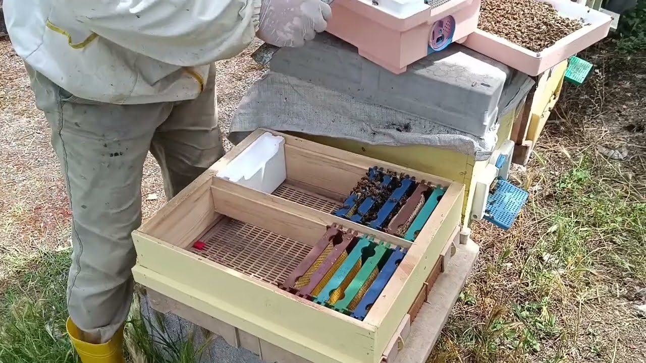 Ana Arı Kovan Yapımı