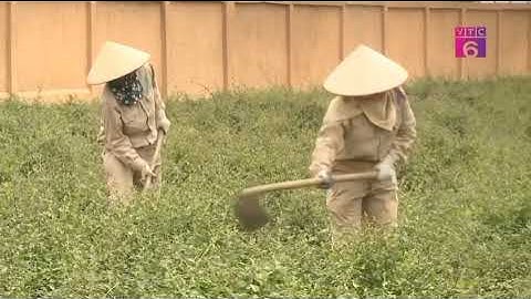 cà gai leo hỗ trợ chữa viêm gan, xơ gan, giúp hạ men gan, giải độc gan...