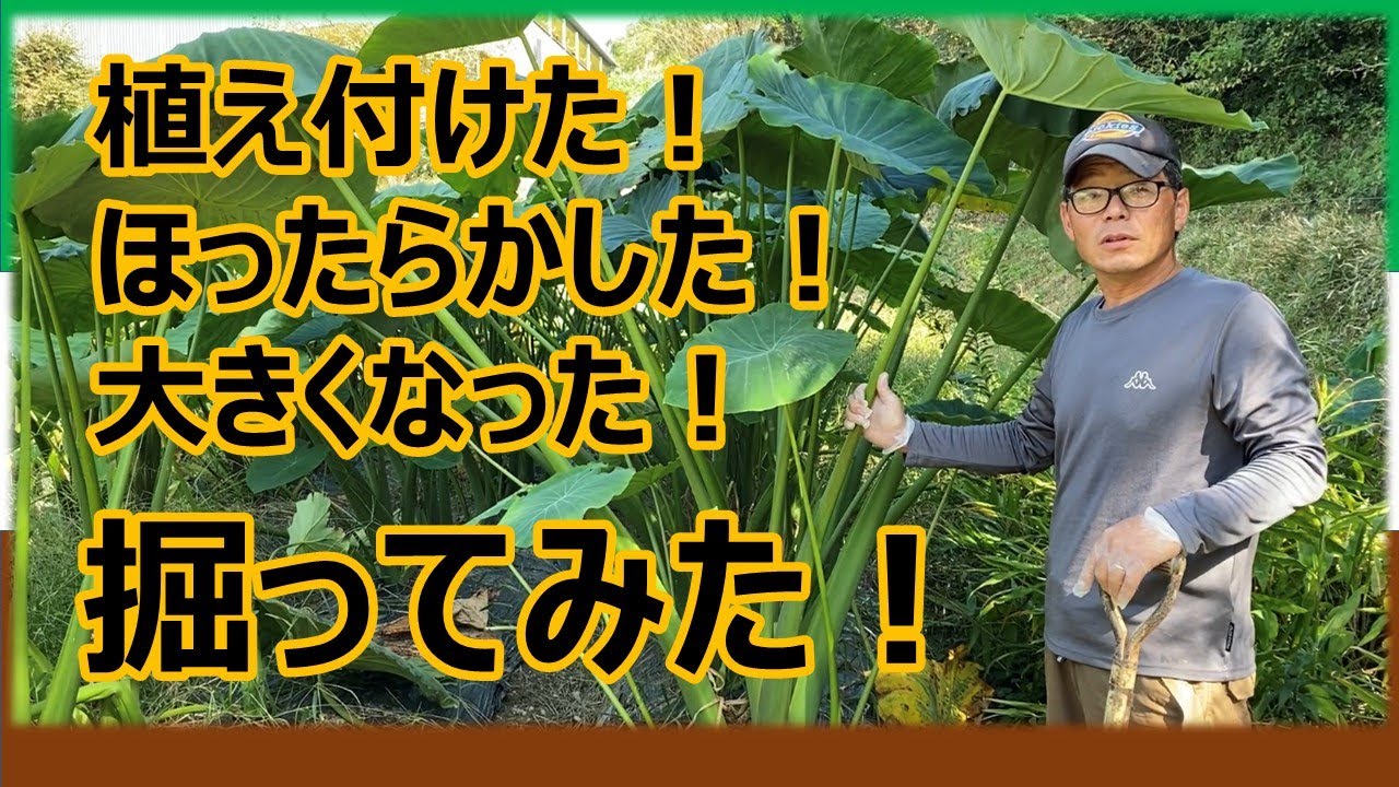 さといもの横着栽培 えび芋 唐の芋 の収穫 Youtube さといもの横着栽培 えび芋 唐の芋 の収穫 Youtube