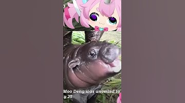 Chibi sings the MOO DENG Song!!! #shorts #chibidoki #vtuber