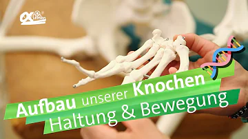 Wie ist ein Knochen aufgebaut einfach erklärt?