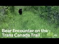 Bear Encounter On the Trans Canada Trail