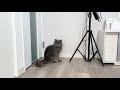 朝から落ち着きのない愛猫...その理由が...!?