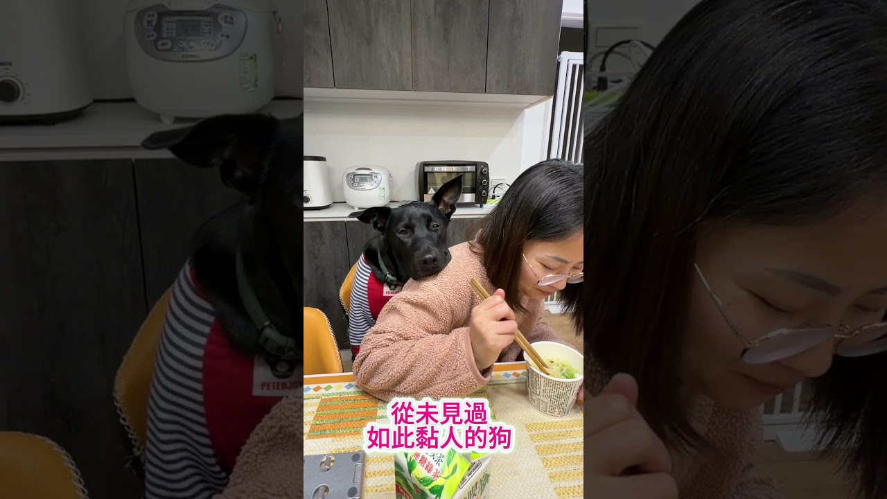 從未見過如此黏人的狗!!!#dog #黑狗#福寶 #pets 縮圖
