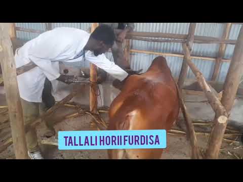 Kilaastara Furdiisa Loonii Magaalaa Furdaa Bara 2017