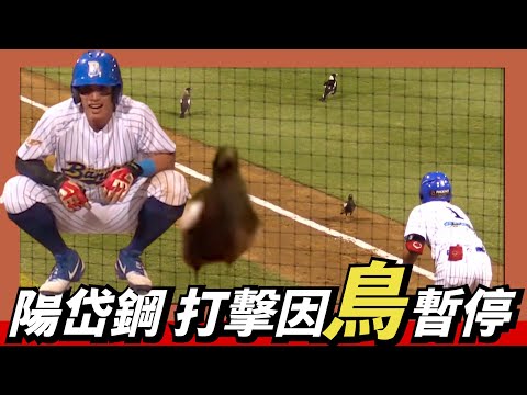 因 "鳥" 暫停【陽岱鋼】打擊～鳥群OS：「Randy不在，快下來玩」