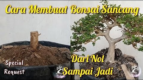 Cara membuat bonsai sancang dari nol sampai jadi @egoebonsai37  || Bonsai sancang the max