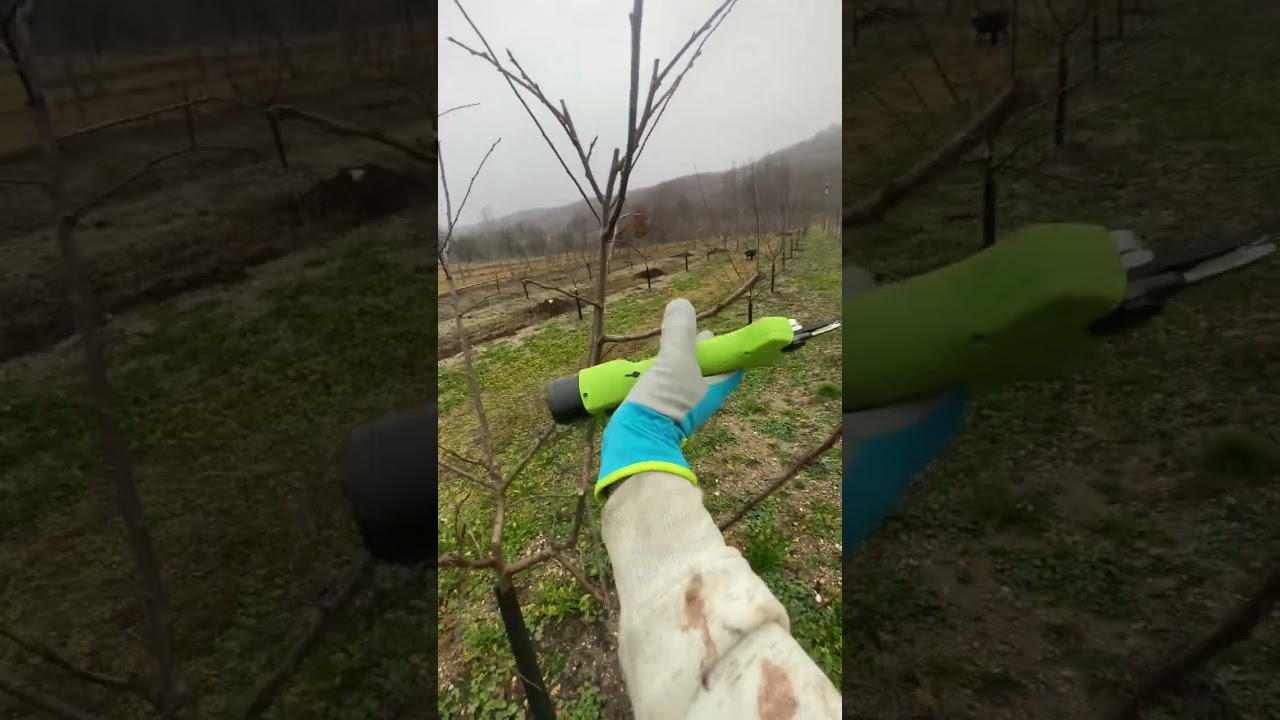 Tăieri prun Stanley - anul 3