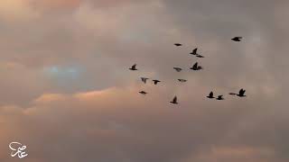 Time-lapse video in Orm Al-Kubra village