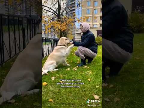 Video: Dva pevné minúty Golden Retriever Šteňatá Frolicking. Užite si to.