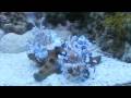 HARLEQUIN SHRIMP