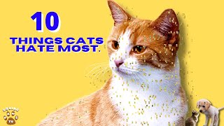 10 Things That Your Cats Hate The Most. Free Ebook Included. by Loving Paws TV 54 views 2 years ago 5 minutes, 25 seconds