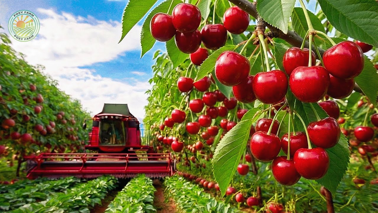 How Farmers Harvest and Process Millions of Tons of Cherries | Farming Documentary