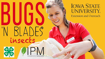 How to Identify Insects: Incomplete metamorphosis vs complete metamorphosis