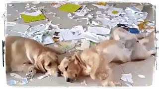 ХОРОШО ПОГУЛЯЛИ (HAD A GREAT TIME), приколы с животными (fun with animals) #451 ХОРОШО ПОГУЛЯЛИ (HAD A GREAT TIME), приколы с животными (fun with animals) #451