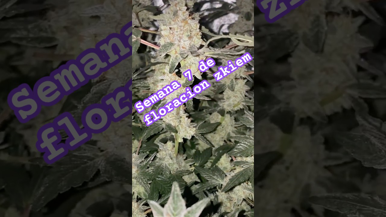 Zkiem semana 7 floración. 