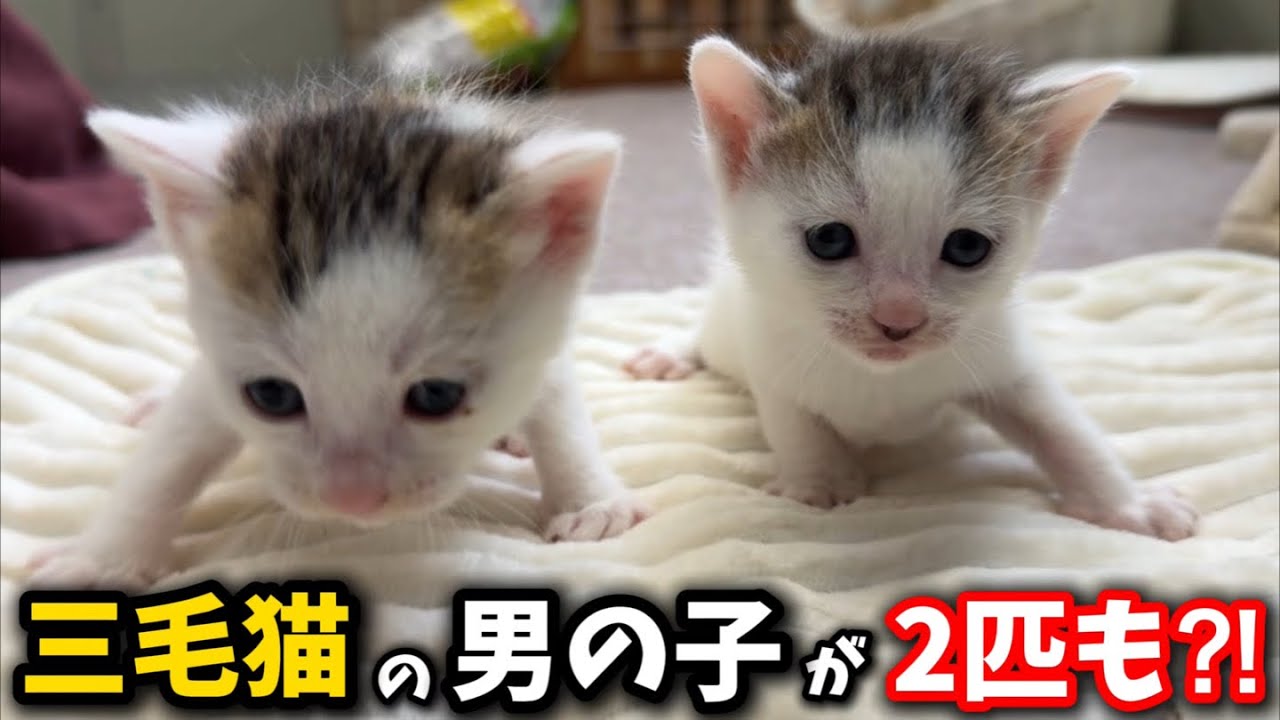 猫のお雛様【大】＋3匹官女╰(*´︶`*)╯♡ ひかにゃん@10/12紅楼夢B-16ab (@hikanyan) / X