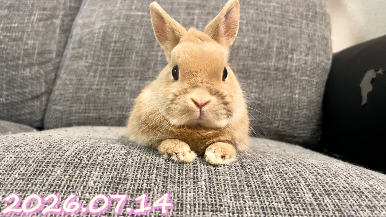 もしかしてもう、なちゅ(夏)☀？】毎日の約70秒ひなちゃん