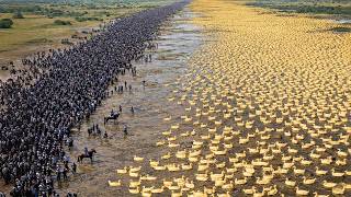 China Released Thousands Of Ducks Into Chemical Rice Fields  One Year Later Result Is Insane