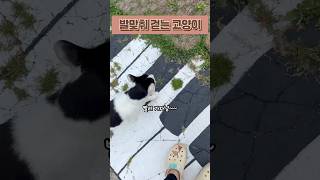 퇴근하냥 #고양이 #마당냥이 #길고양이급식소 #시골살이 #함께살아요 #사지말고입양하세요