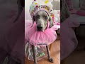 Que calificación le dan a mi vestido? 🩷 #dogshorts #dogslife #quinceañera #weimaraner #pets #dogs