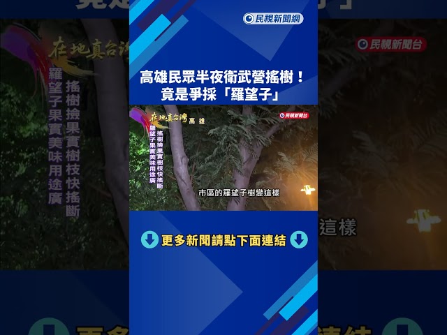高雄民眾半夜衛武營搖樹！　竟是爭採「羅望子」－民視新聞