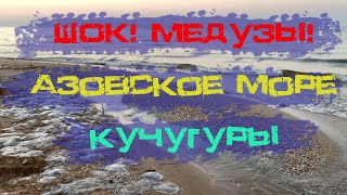 СРОЧНО!!! Лучший пляж Азовского моря! МЕДУЗЫ! Кучугуры. 19 июля 2021 года.