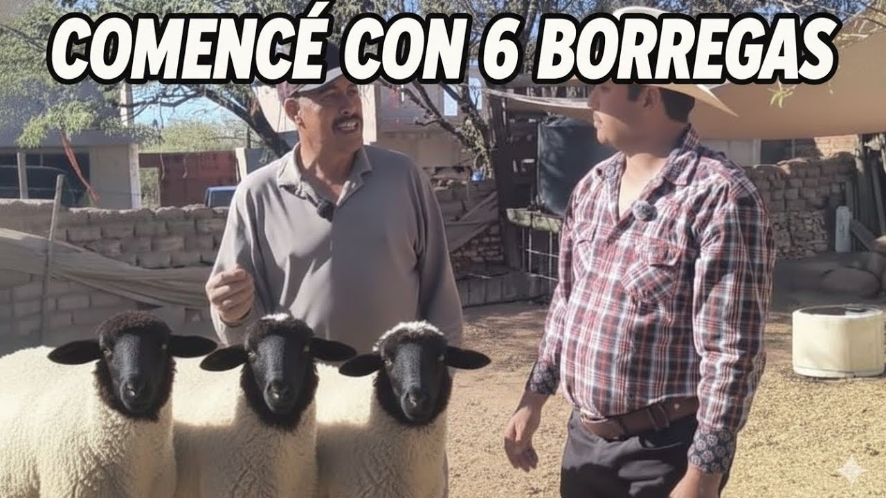 Mis borregas Paren de a 3 borreguitos👀😱🐑