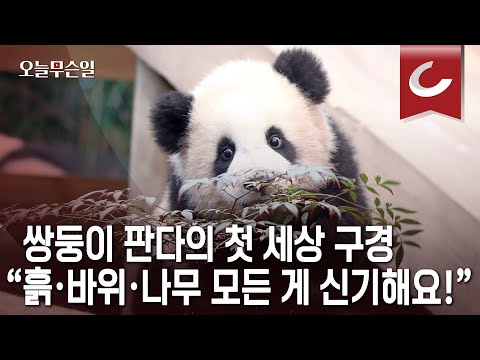 [오늘무슨일] 쌍둥이 판다의 첫 세상 구경… “흙·바위·나무 모든 게 신기해요”