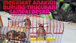 CARA MERAWAT ANAKAN BURUNG TRUCUK DARI KECIL HINGGA BESAR & SEHAT