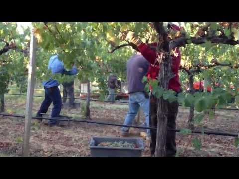 Video: De Mest Berømte Vingårder I Napa Valley, California, å Besøke