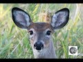 Femelle cerf de Virginie qui appelle son jeune/Female White-tailed Deer calling her young