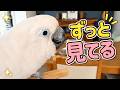 ママが休みの日、朝ごはん前からずっと見つめるゆきまる氏