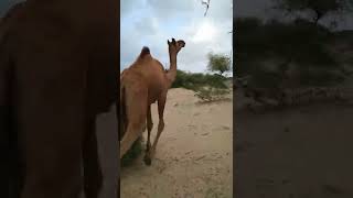 Camel running fast