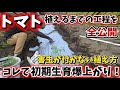 【トマト】植える時にやるべき事を全てお見せします!!コレやっておくと初期生育めちゃ速くなります!!