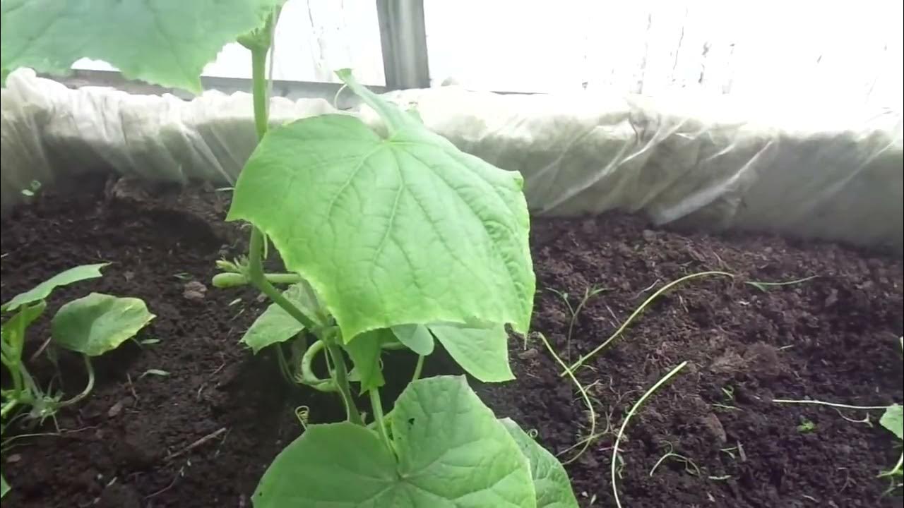 Как получить ранние огурцы