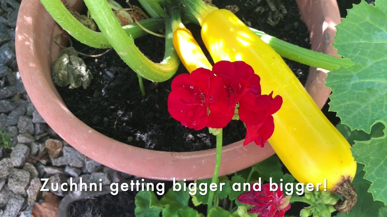 Growing Yellow Zucchini in Pot and Zucchini boat recipe! YouTube