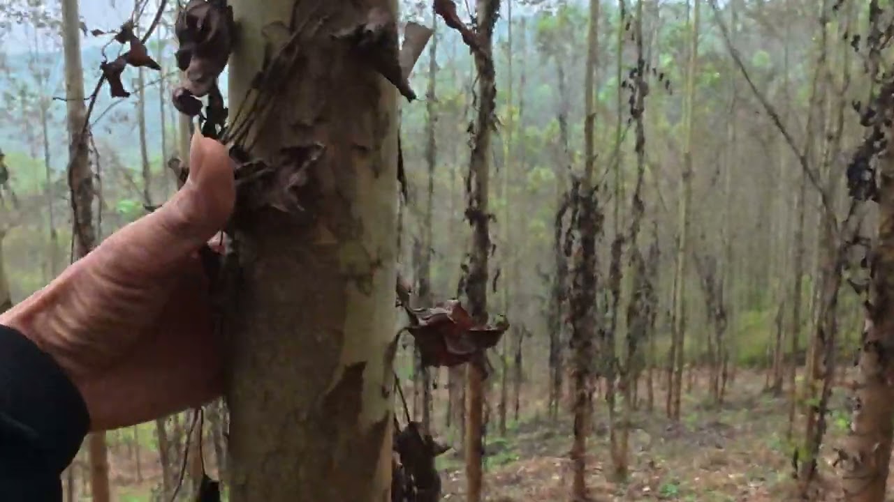 Cây bđ 3229 nên trồng loại đất nào và không nên trồng 