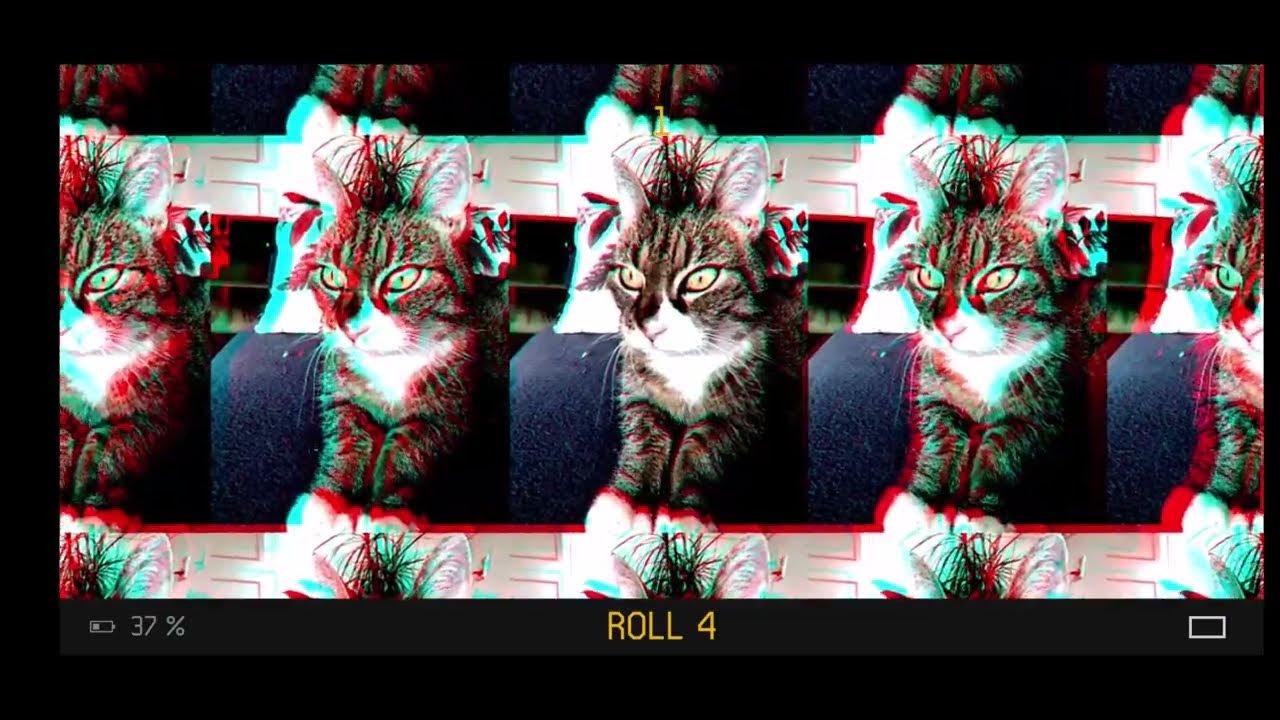 CATS!!! (strobelike effects) YouTube