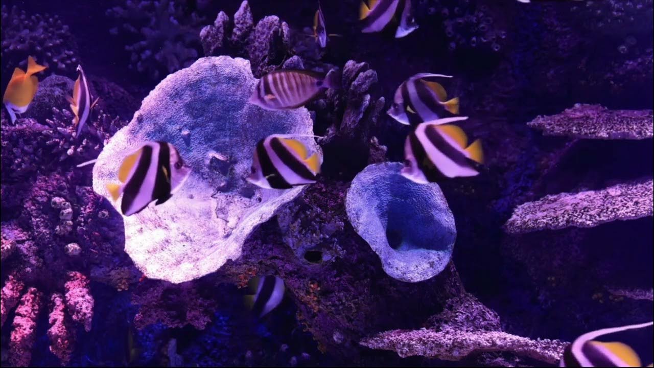 10 Minutes of Relaxing Underwater Sounds with Sea Life YouTube